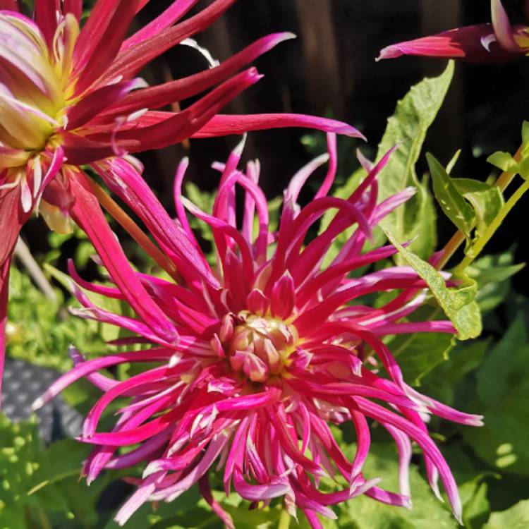 Plant image Dahlia 'Hollyhill Spiderwoman'