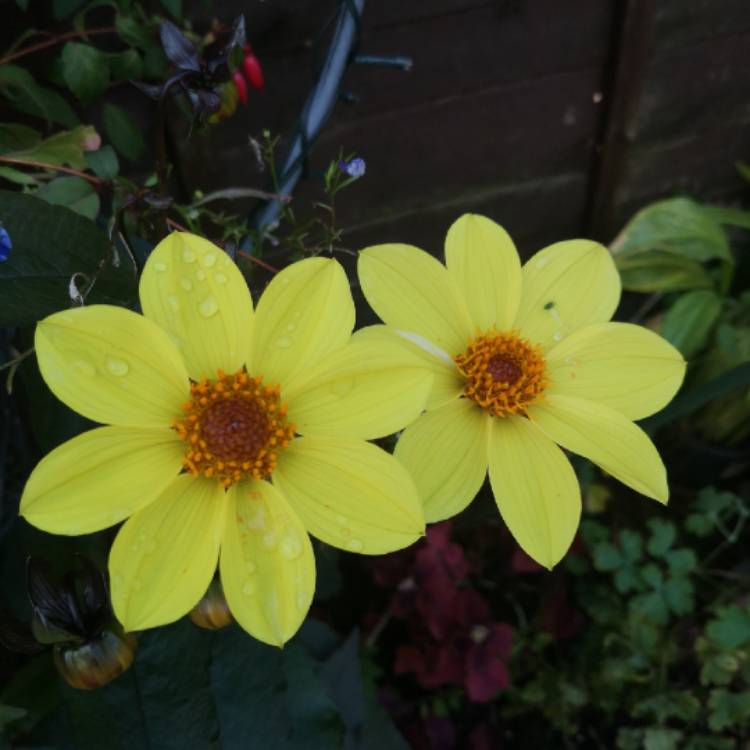 Plant image Dahlia 'HS Party' syn. Dahlia 'Happy Single Party'