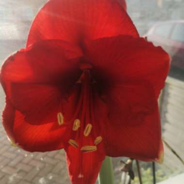 Hippeastrum