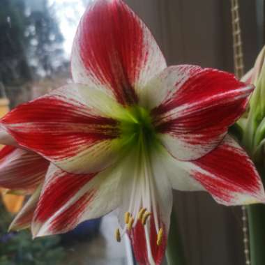 Hippeastrum (Galaxy Group) 'Ambiance'