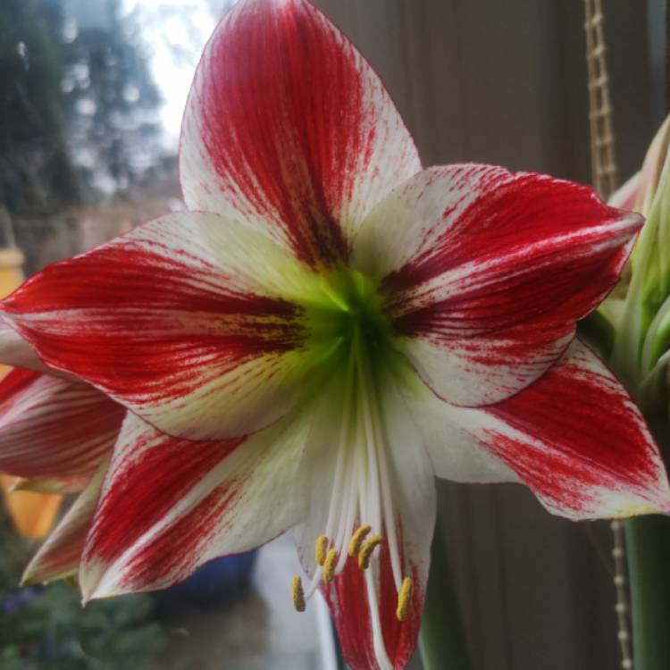 Plant image Hippeastrum (Galaxy Group) 'Ambiance'