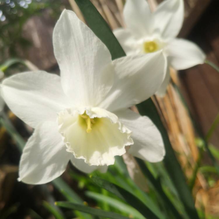 Plant image Narcissus 'Tresamble'