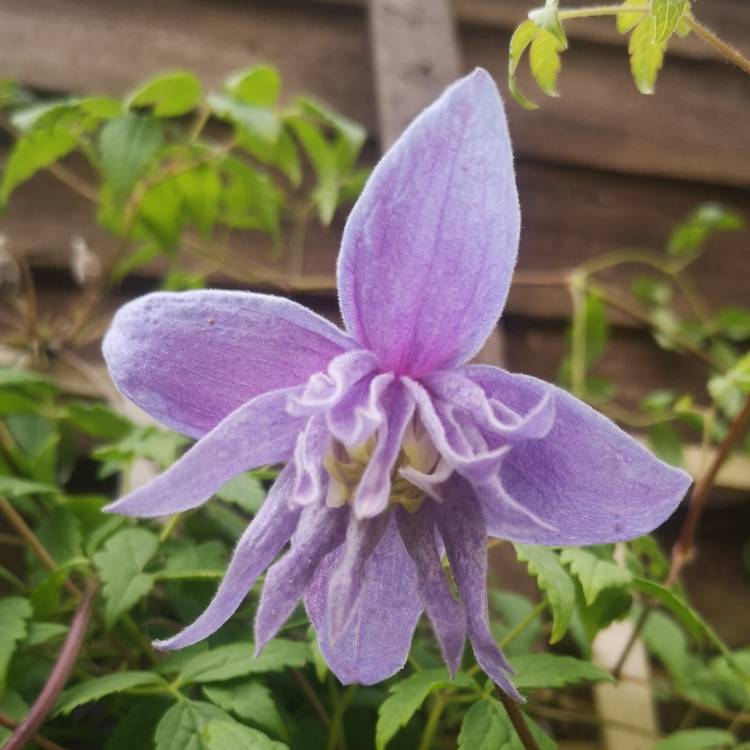 Plant image Clematis Macropetala