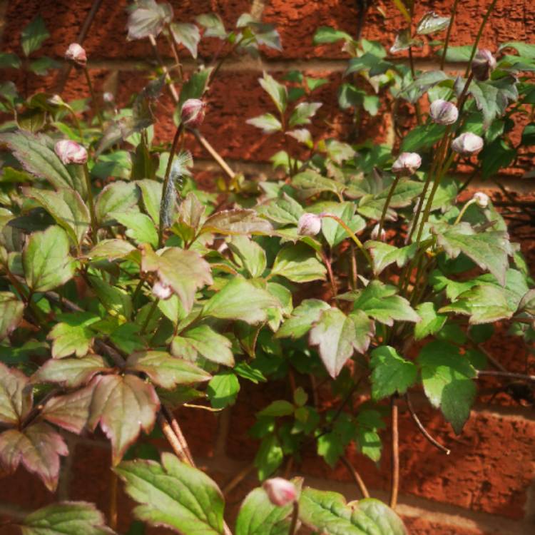 Plant image Clematis montana