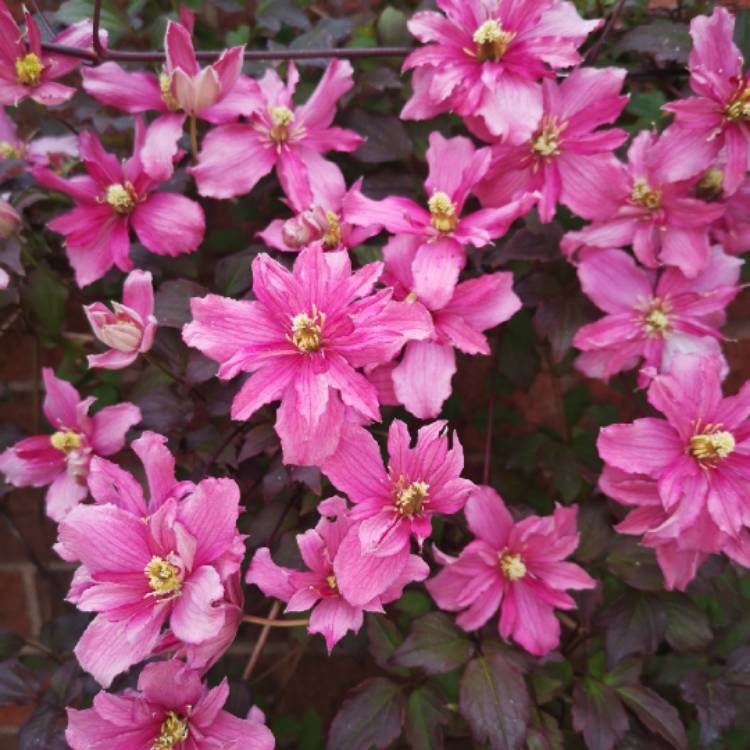 Plant image Clematis montana 'Broughton Star'