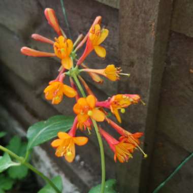 Lonicera x brownii 'Dropmore Scarlet' syn. Lonicera sempervirens 'Dropmore Scarlet'