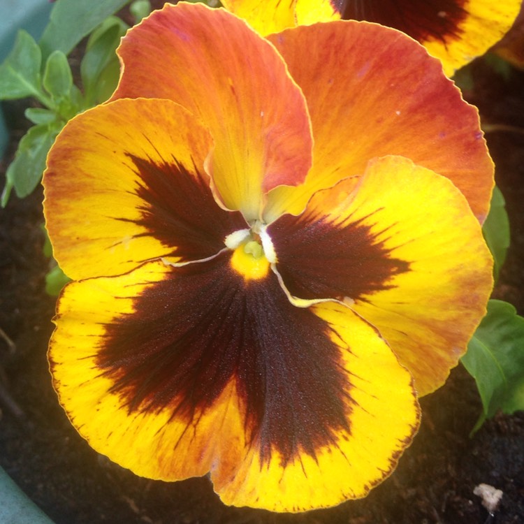 Viola x wittrockiana 'Matrix Solar Flare', Pansy 'Solar Flare ...