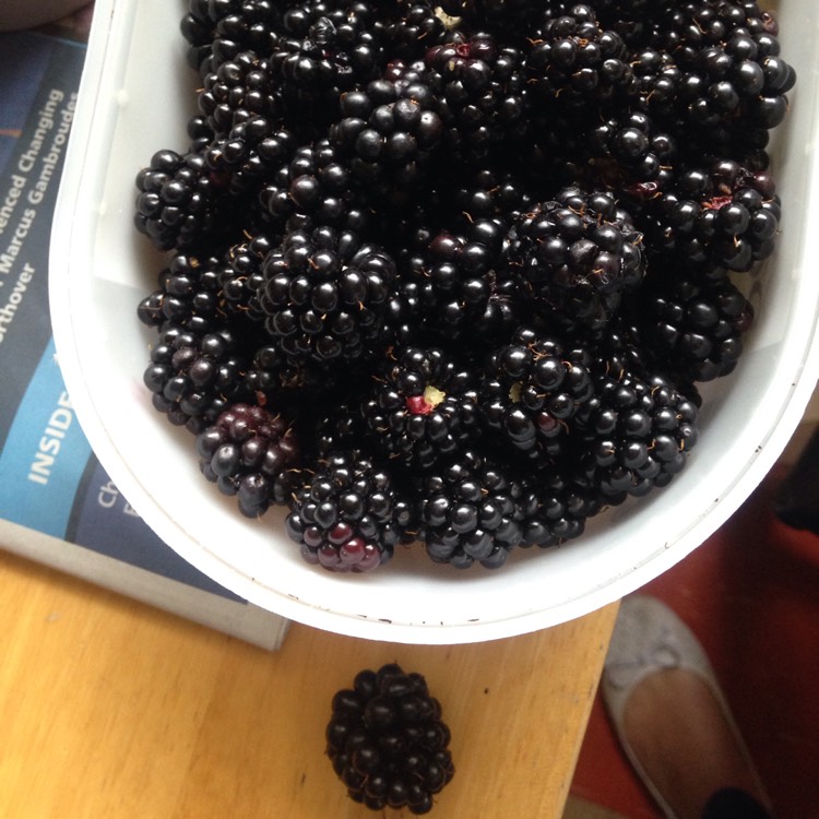 Plant image Rubus fruticosus 'Oregon Thornless'