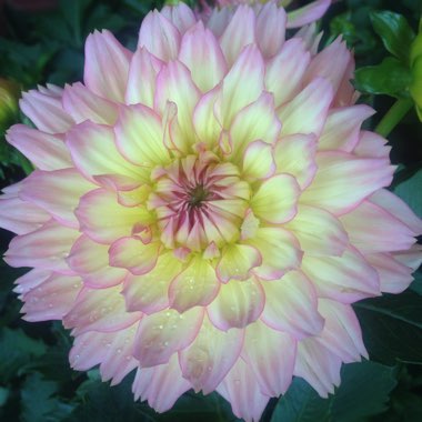 Dahlia 'Gallery Pablo'