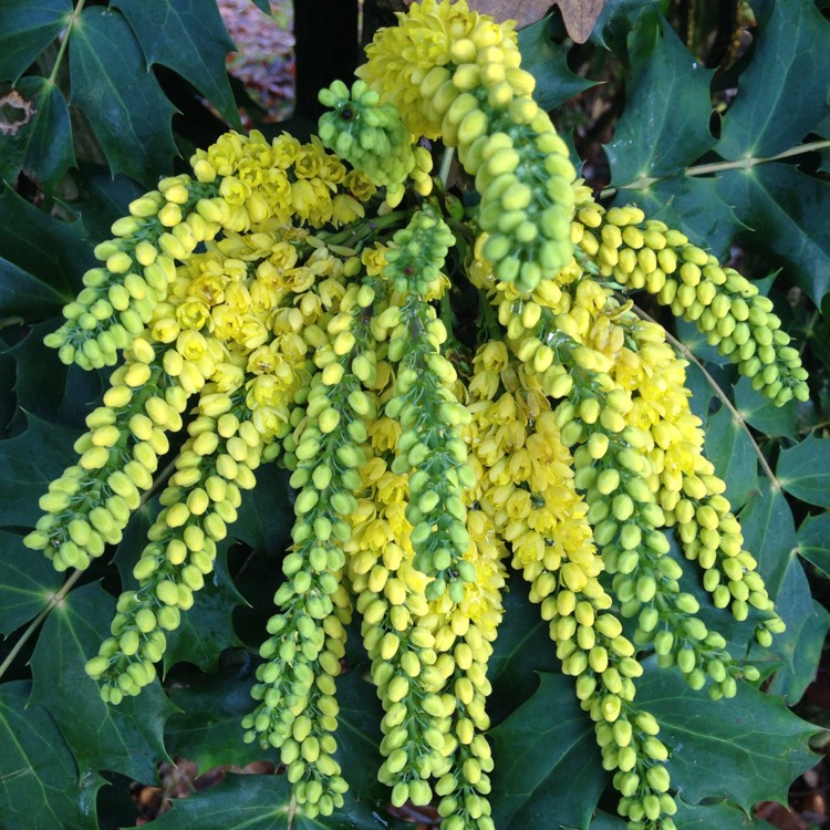 Plant image Mahonia eurybracteata subsp. ganpinensis 'Soft Caress'