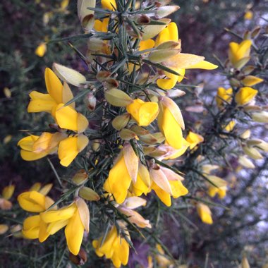 Ulex Europaeus