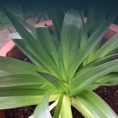 Scilla peruviana 'Sapphire Blue' (Carribean Jewels Series)