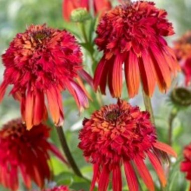 Echinacea 'Hot Papaya'