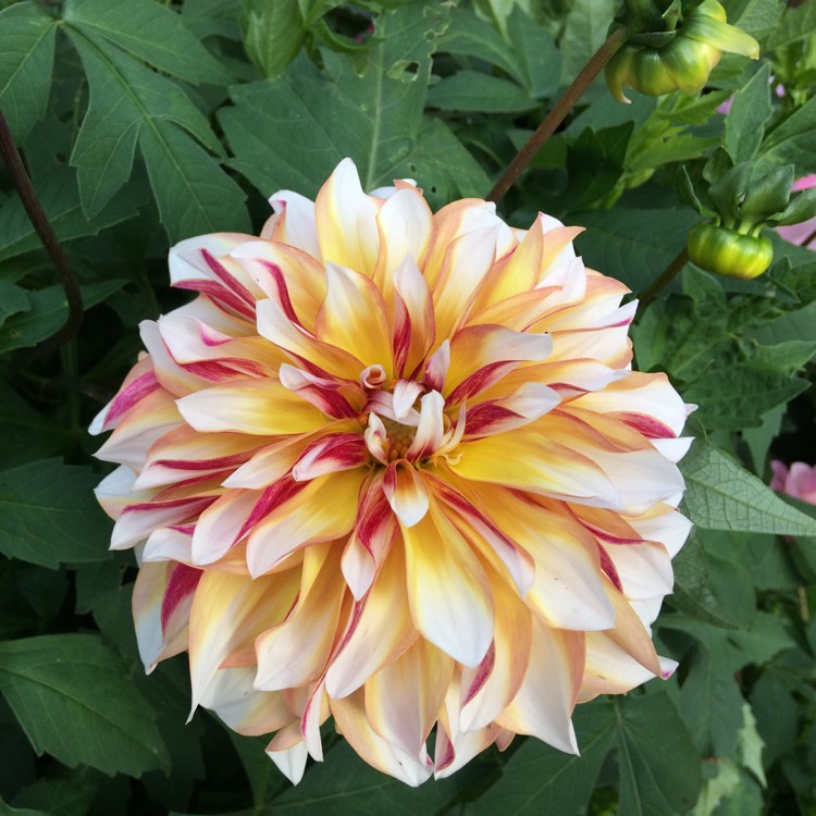 Plant image Dahlia 'Caribbean Fantasy'