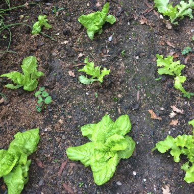 Lactuca sativa