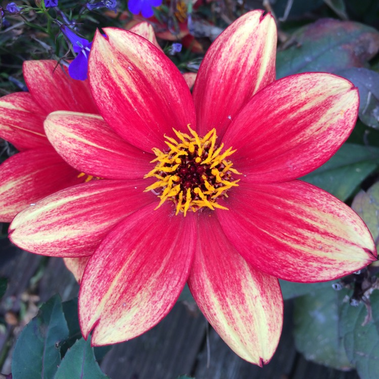 Plant image Dahlia 'Bishop of Canterbury'