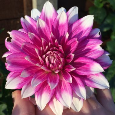 Dahlia 'Mystery Day'