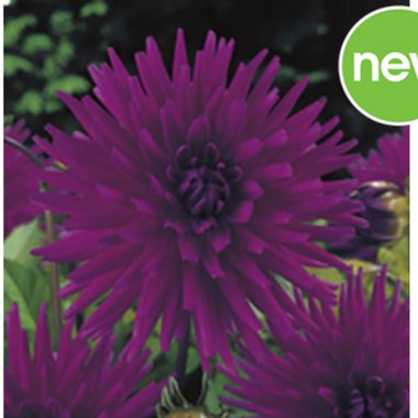 Dahlia 'Purple Gem'