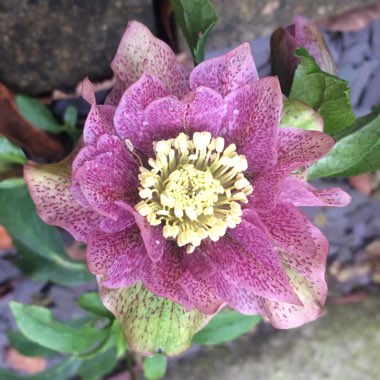 Helleborus