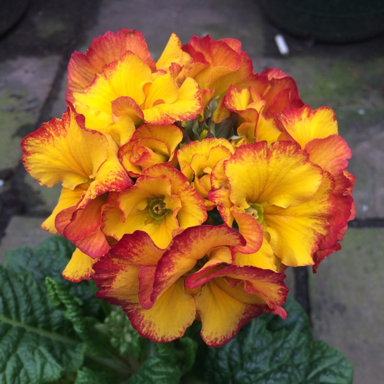 Plant image Primula Polyantha 'Fire dragon'