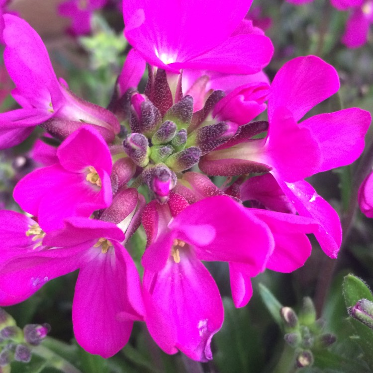 Plant image Arabis blepharophylla 'Rose Delight'