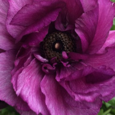 Ranunculus