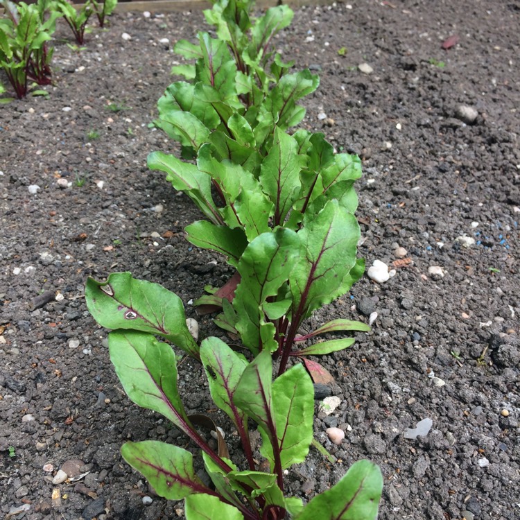 Plant image Beta Vulgaris