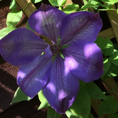 Plant image Clematis 'Mrs Cholmondeley'