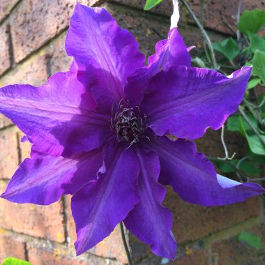 Clematis