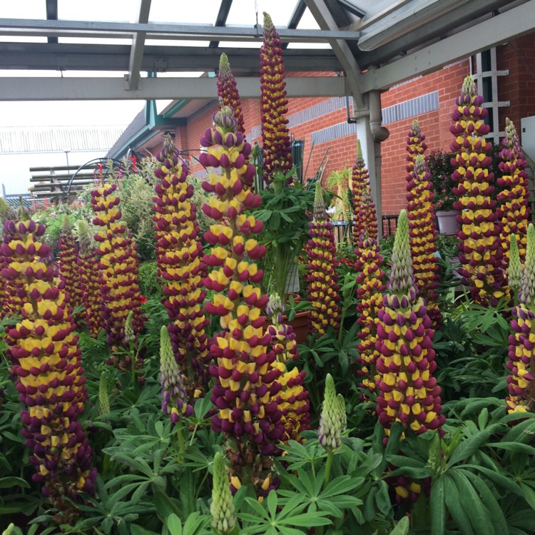 Plant image Lupinus 'Manhattan Lights'