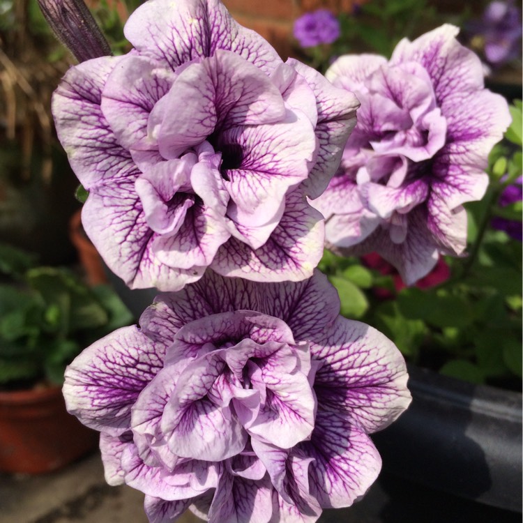 Plant image Petunia x hybrida 'Priscilla'