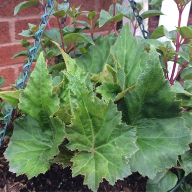 Begonia 'Illumination Apricot Shades' (Illumination Series)