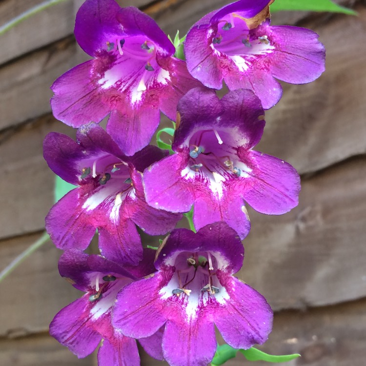 Plant image Penstemon 'Raven'