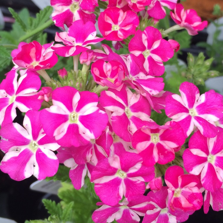 Plant image Verbena 'Voodoo Star'