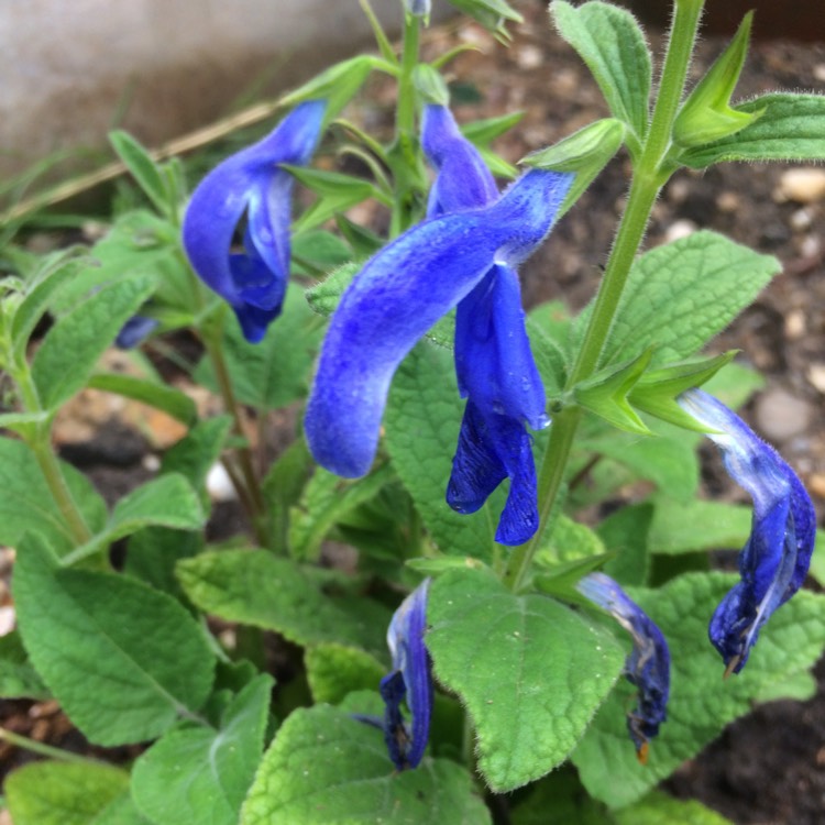 Plant image Salvia patens 'Blue Angel'