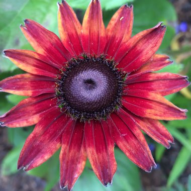 Rudbeckia