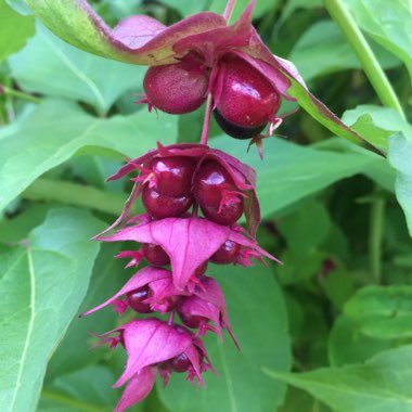 Leycesteria formosa