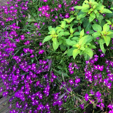 Lobelia erinus