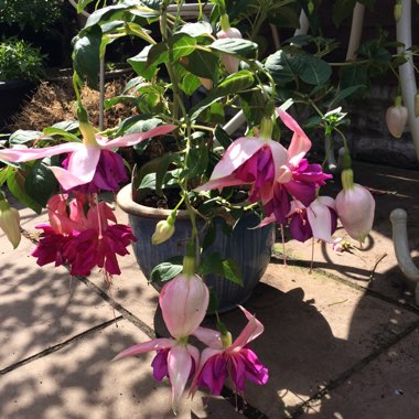 Fuchsia 'Bella Rosella'