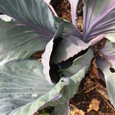 Brassica oleracea var. rubra (Capitata Group)