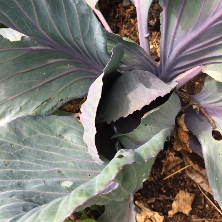 Plant image Brassica oleracea var. rubra (Capitata Group)