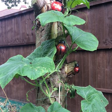 Cucurbita Moschata