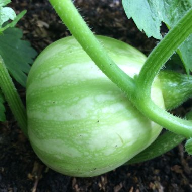 Cucurbita Moschata