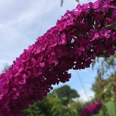 Buddleja