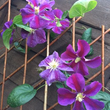 Clematis 'Star Of India'