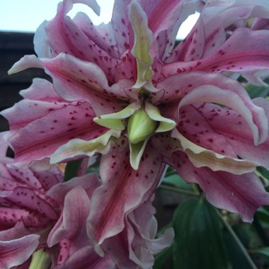 Lilium 'Magic Star'