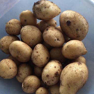 Solanum tuberosum 'Maris Piper'