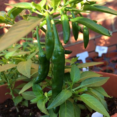 Capsicum Annuum 'Cayenne'