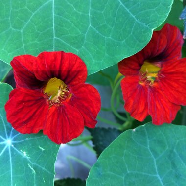 Tropaeolum majus