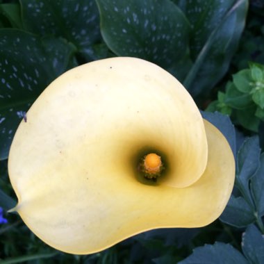 Zantedeschia rehmannii